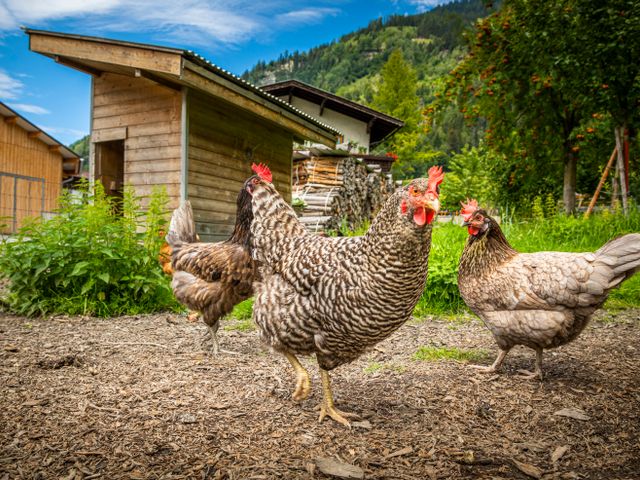 Bio-Bauernhof Moarbauer